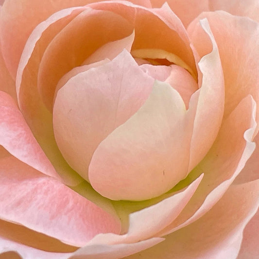 Glasshouse Fragrances - Forever Florence Wild Peonies & Lily Soy Candle