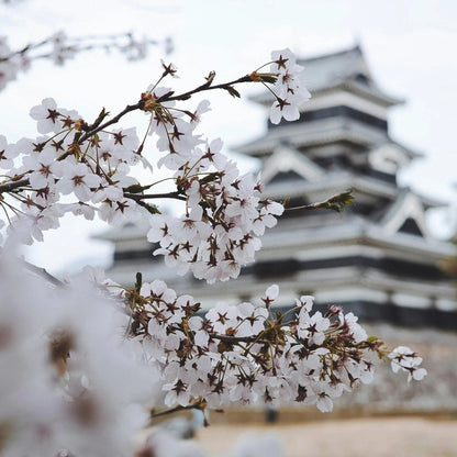 Glasshouse Fragrances - Kyoto in Bloom Candle | Camellia & Lotus