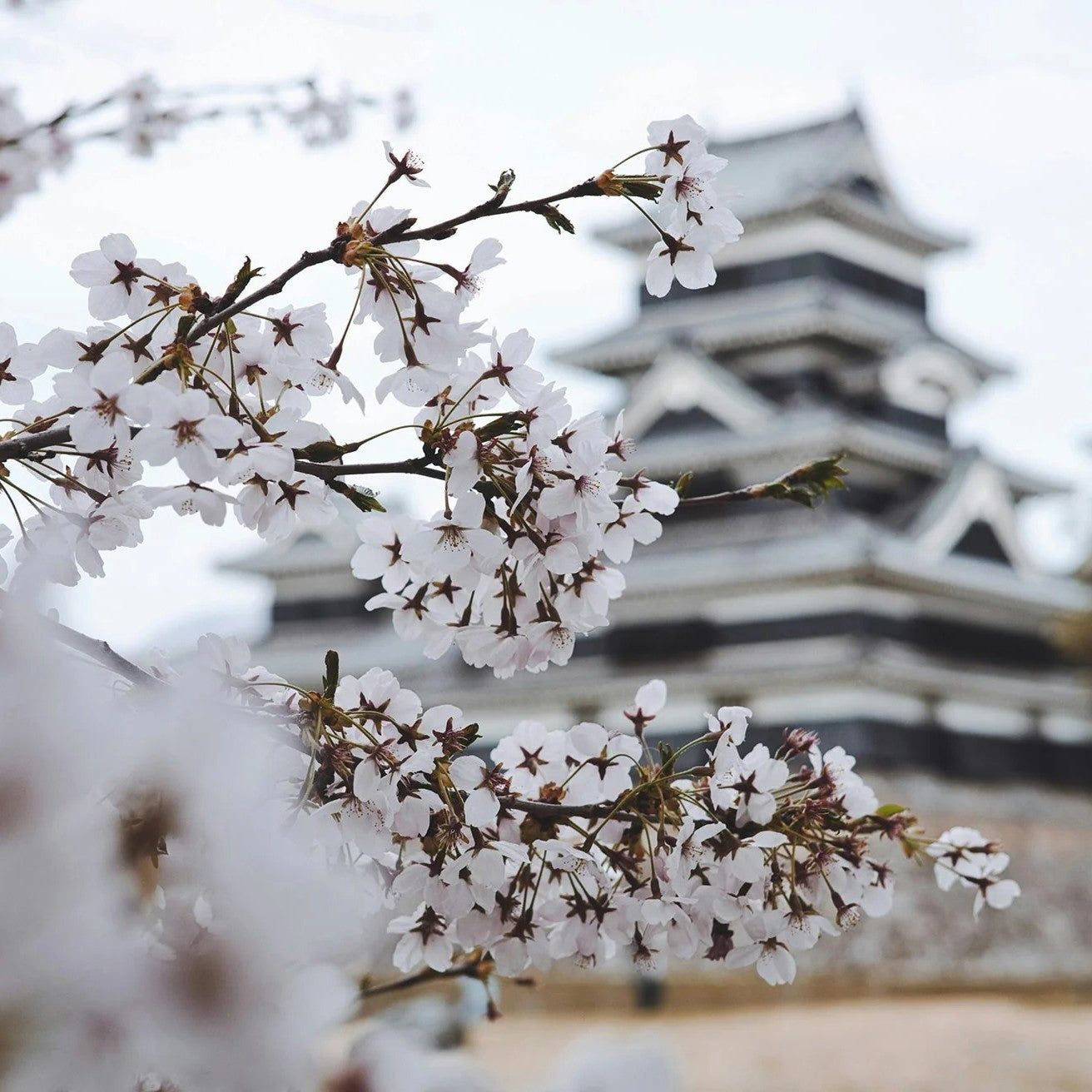 Glasshouse Fragrances - Kyoto in Bloom Candle | Camellia & Lotus - fragrance diffuser