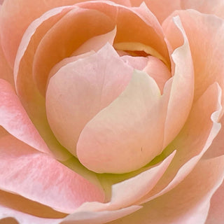 Glasshouse Fragrances - Forever Florence Wild Peonies & Lily Soy Candle