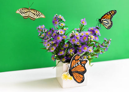 COTON COLORS - Monarch Attachment